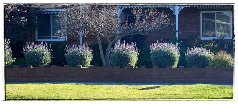 hedge lavender in an australian garden