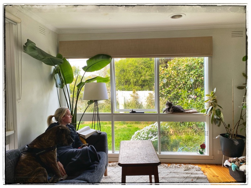 garden view out the window with cat in the window and woman on the couch with her dog