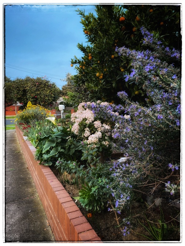 suburban melbourne garden