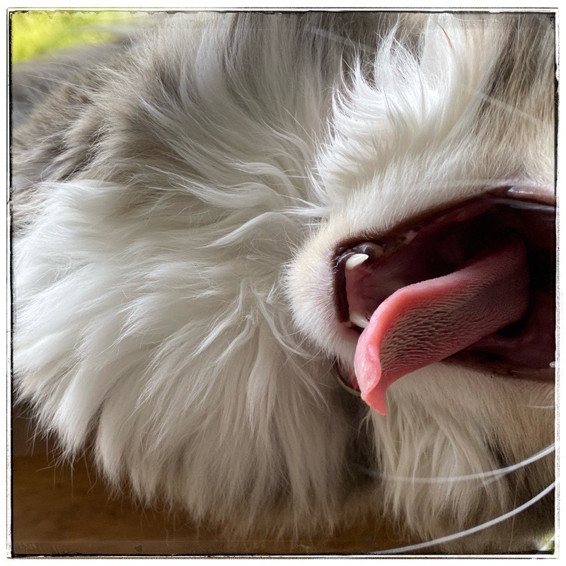 cat mouth with tongue