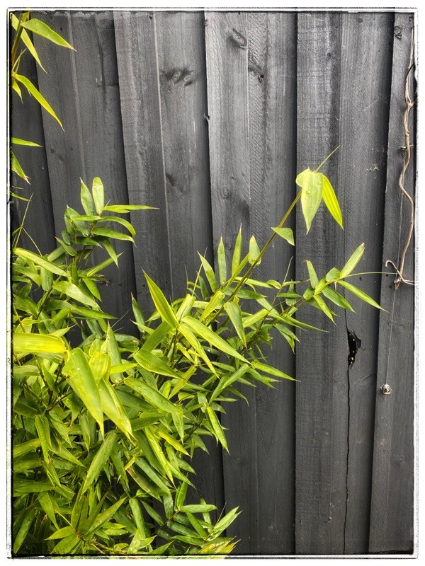 bamboo against dark fence