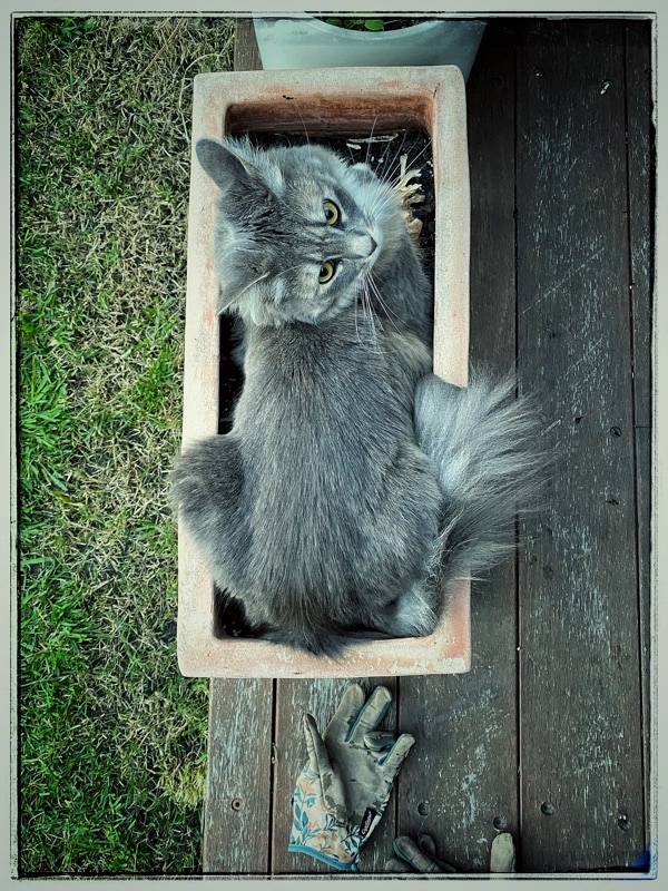 cat in a rectangular pot outside on the deck