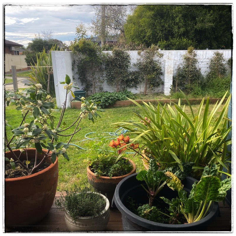tiny suburban inner city rescue garden 