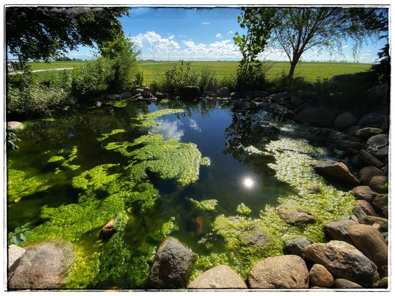 Pond with pond weed