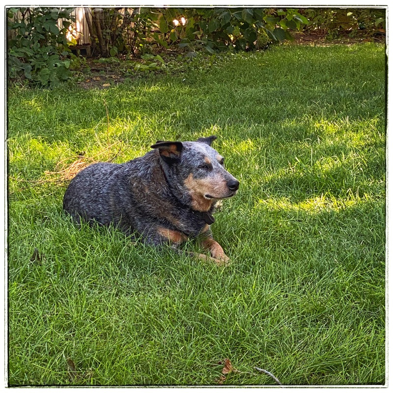 dog on grass