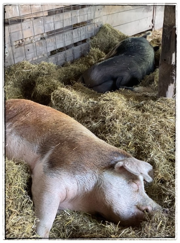Sleeping pigs