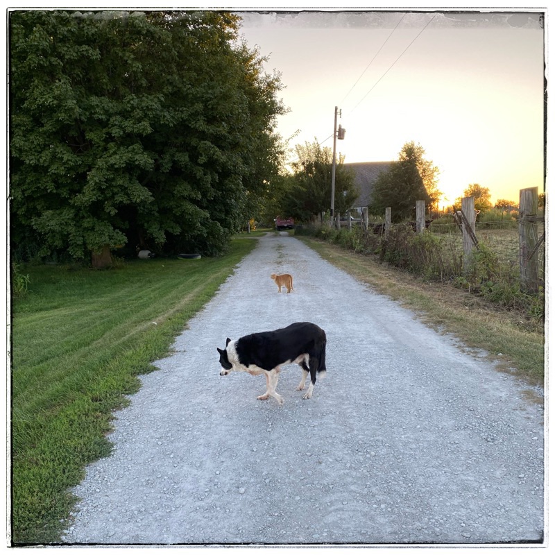 Ton the border collie