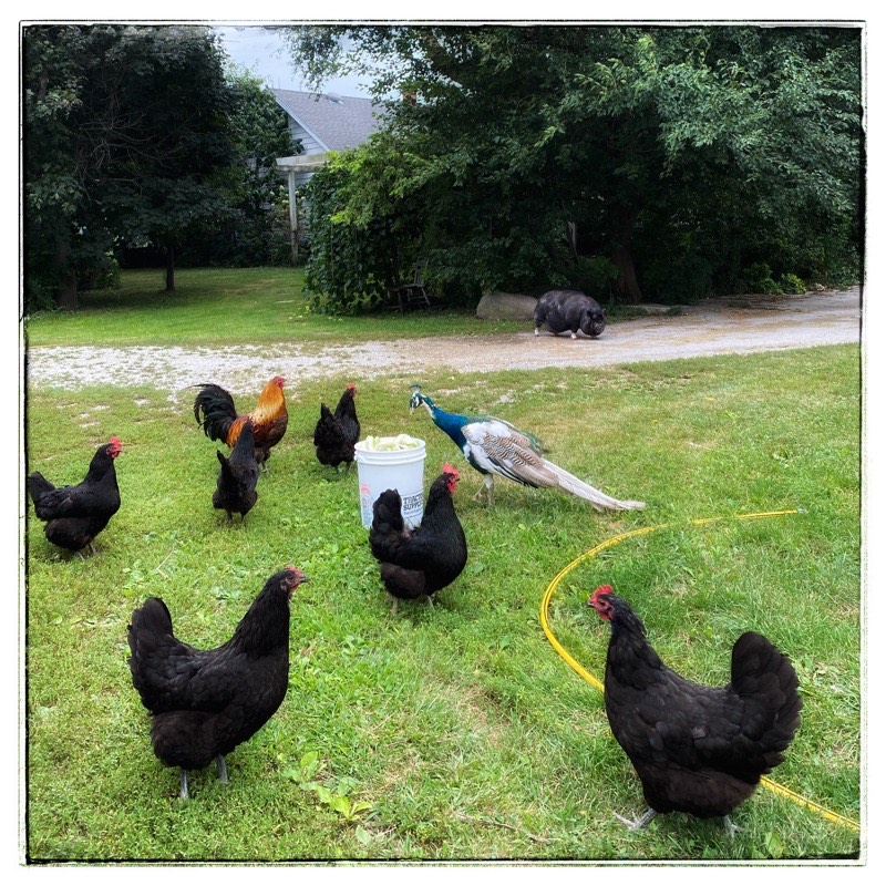 chickens and peacock and pig waiting for dinner