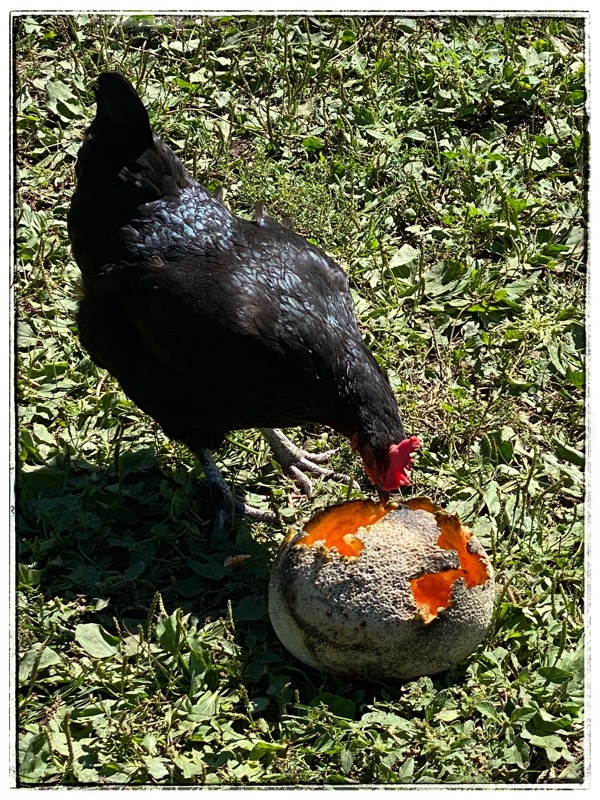 black chicken eating food scraps - melon