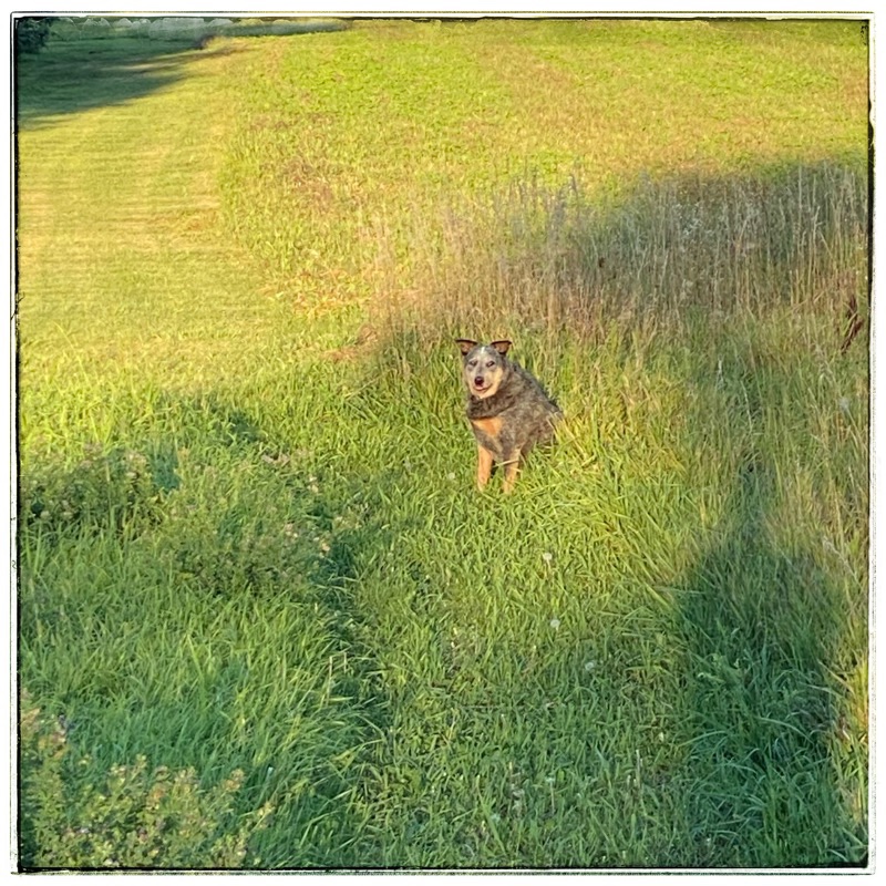 BooBoo in the grass