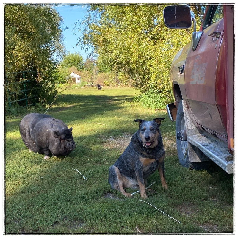 dog and pig