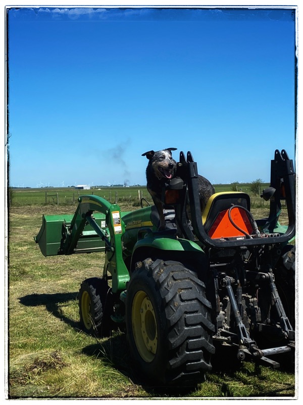 dog on tractor
