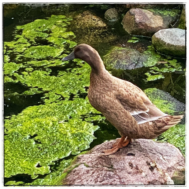 brown duck on rock