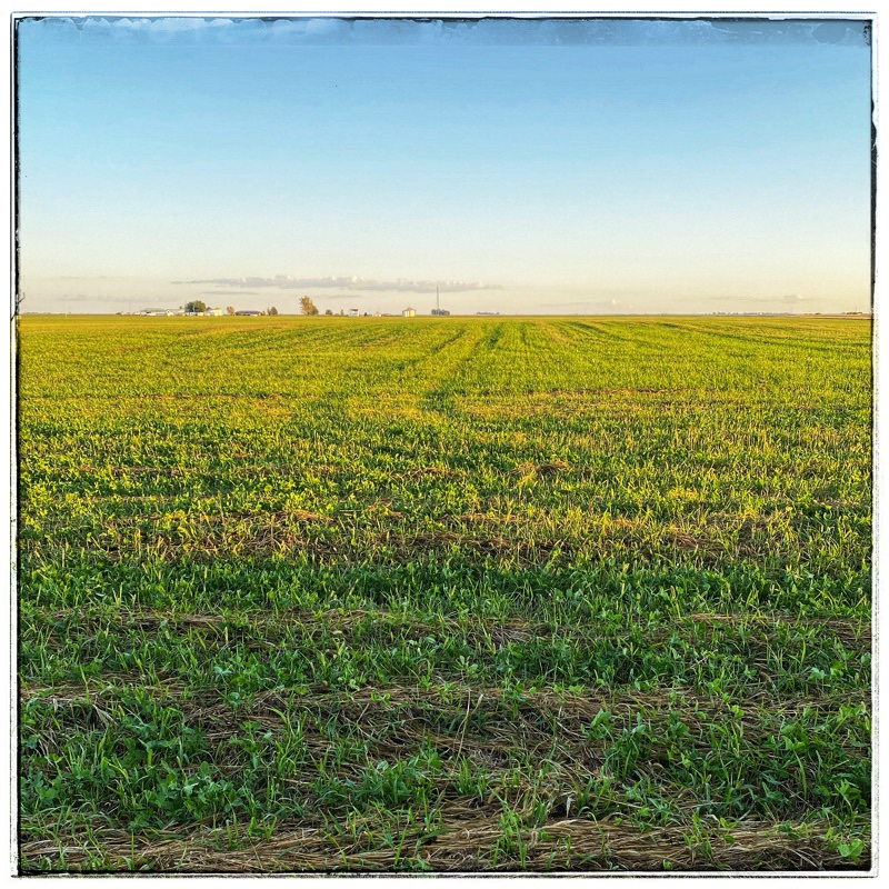field with cover crop
