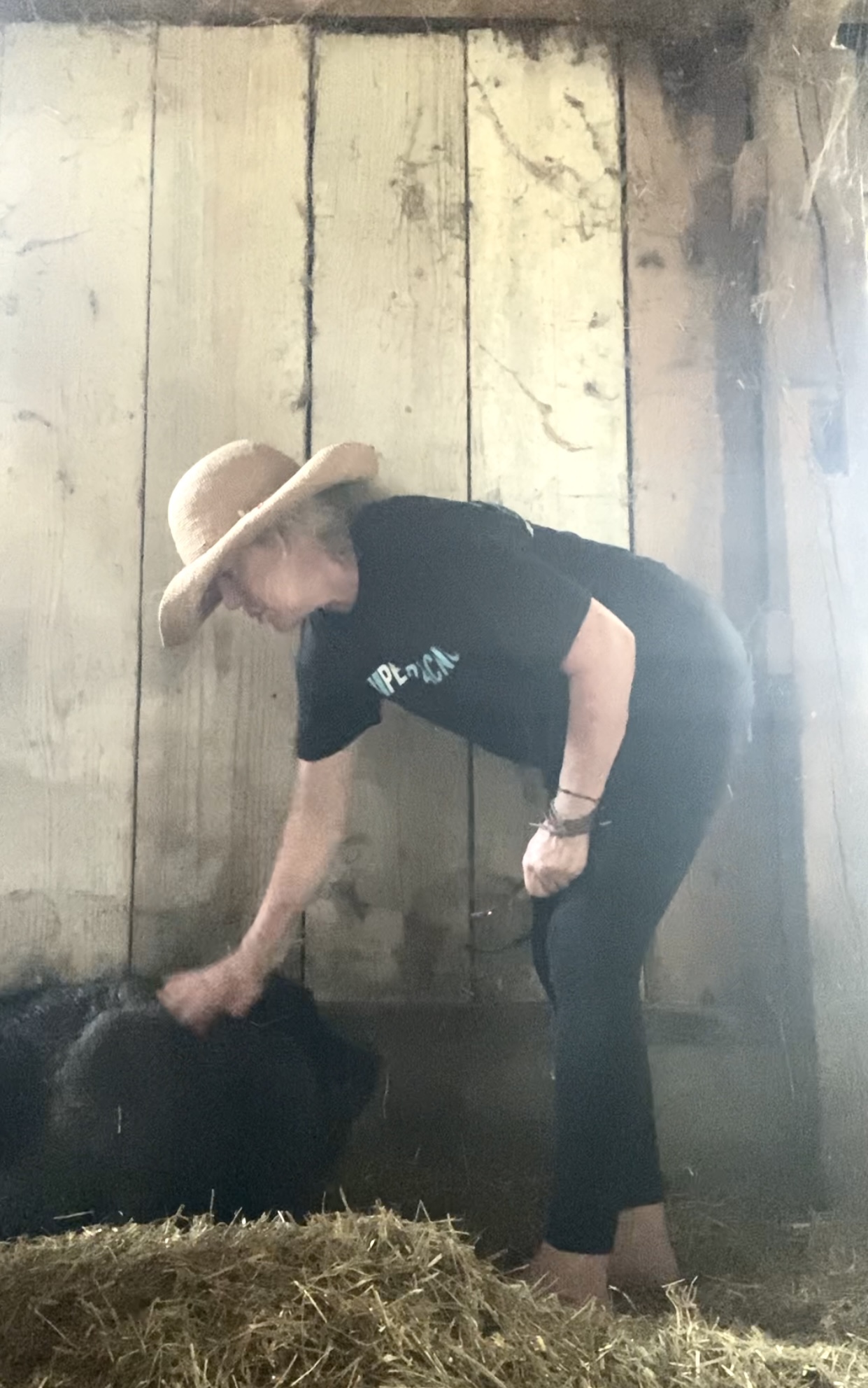 farmer patting bad tempered pot belly rescue pig in barn