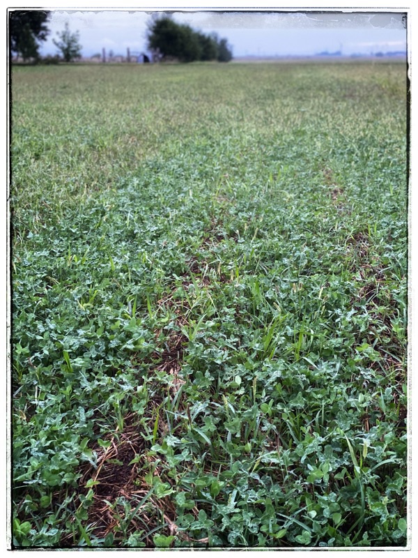 red clover in the field