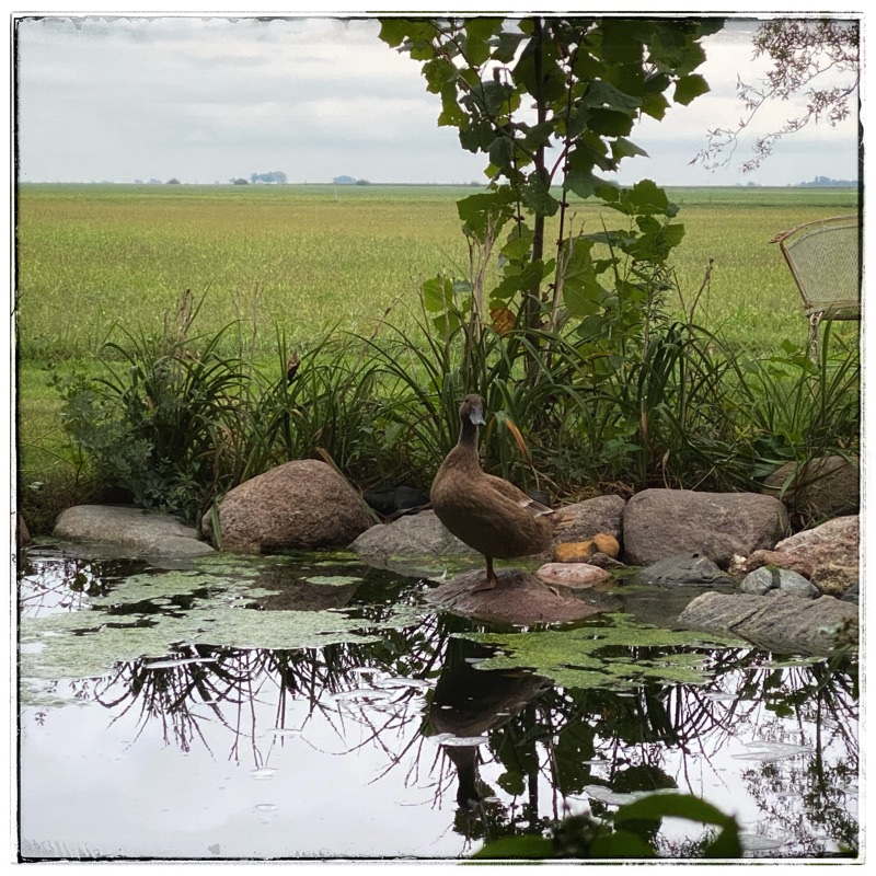 duck on rock in farm pond