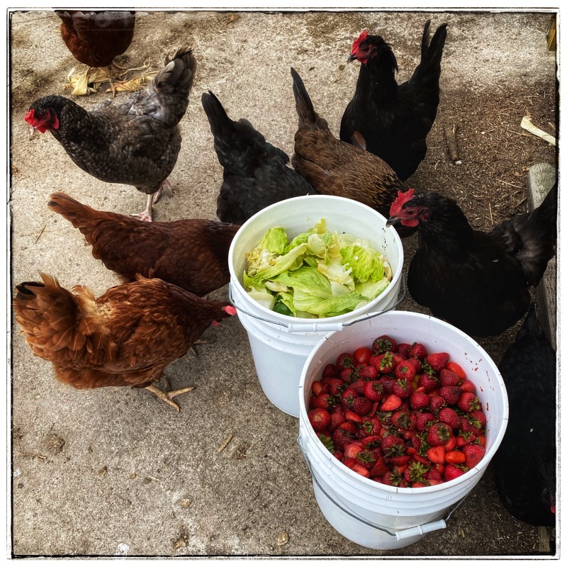 hens gather around buckets of food scraps