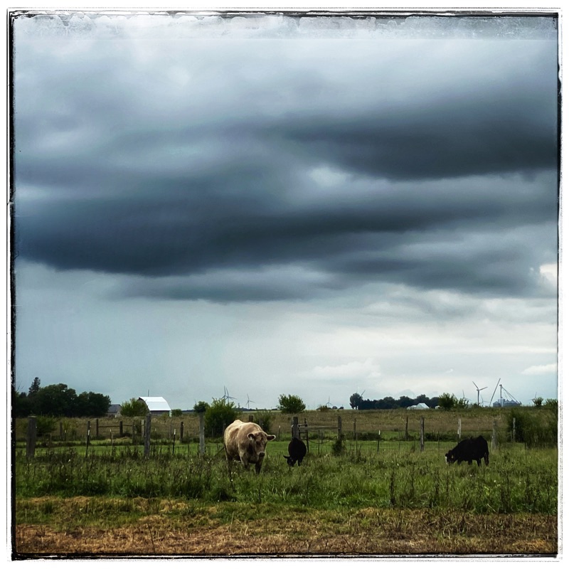 cows in field with clouds above