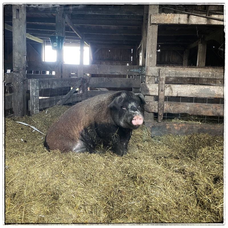 sitting hog in straw in barn