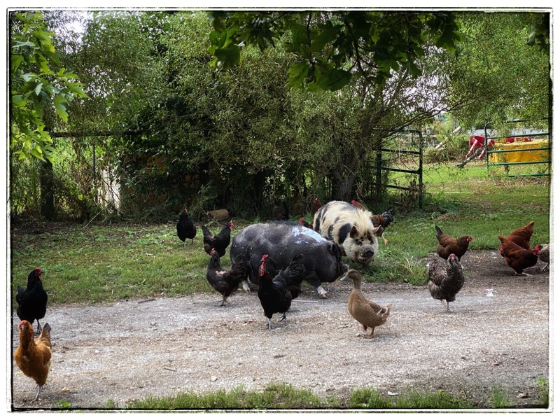 Tima the kune kune and WaiWai the pot belly