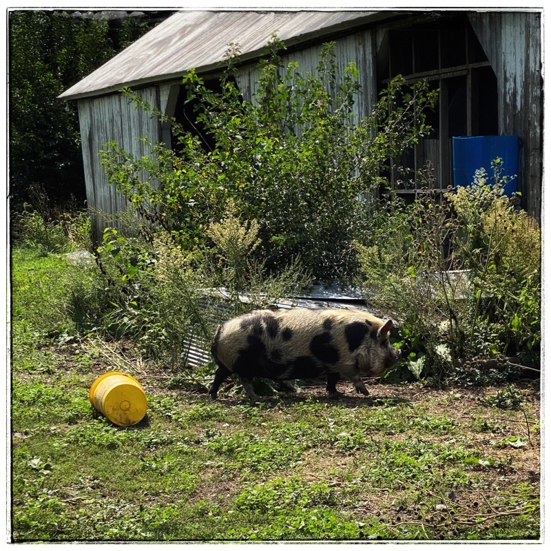 Tima walking past a yellow bucket