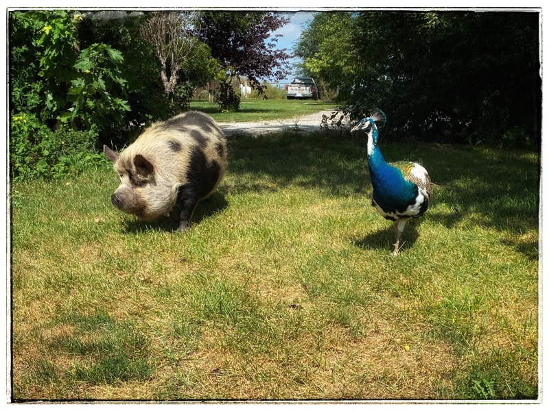 Tima the kune kune pig and Mr Flowers the peacock