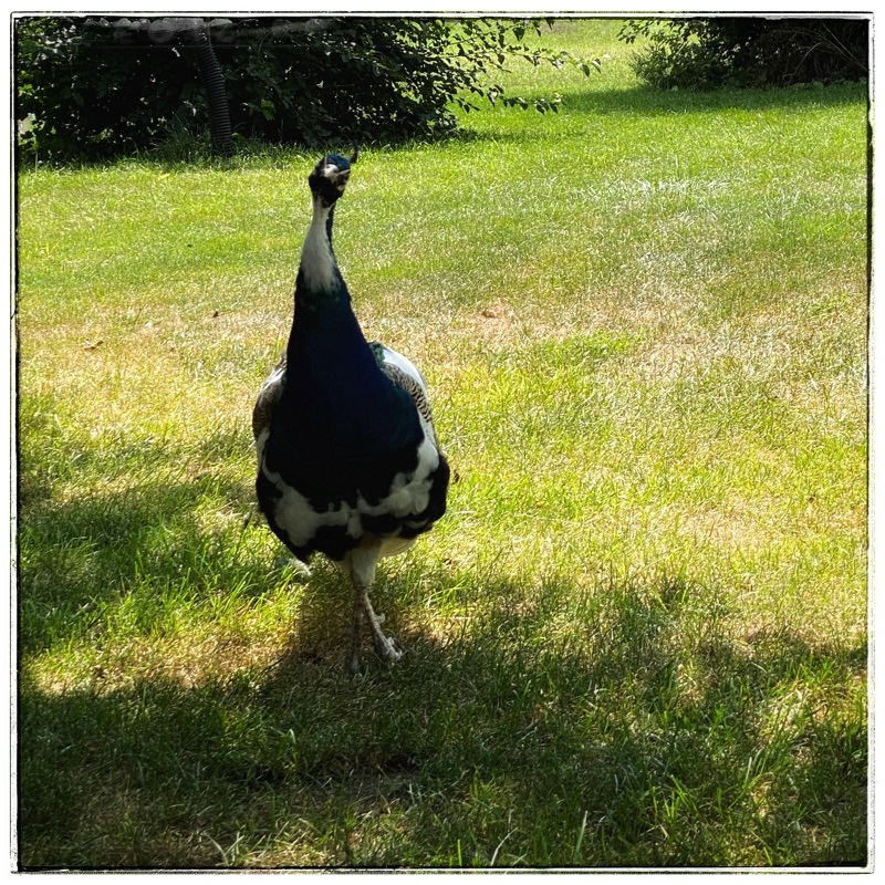 Mr Flowers - peacock