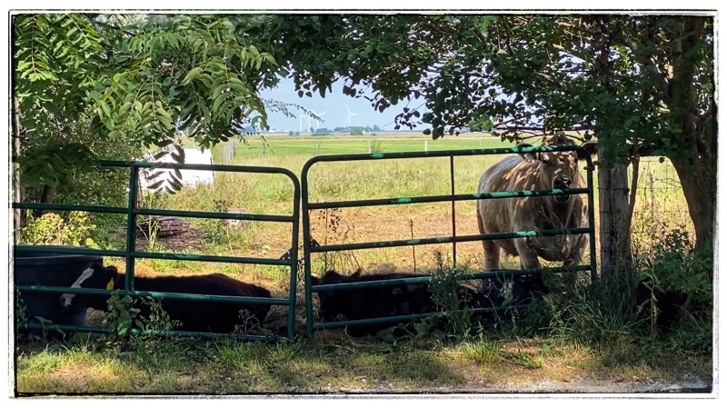 cows at the gate 