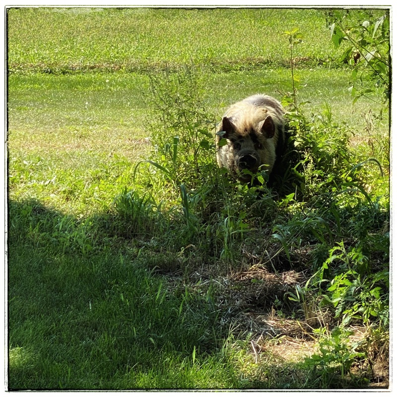 Tima the kune kune in the garden
