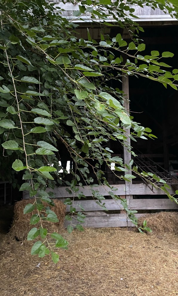 open barn door through trees.