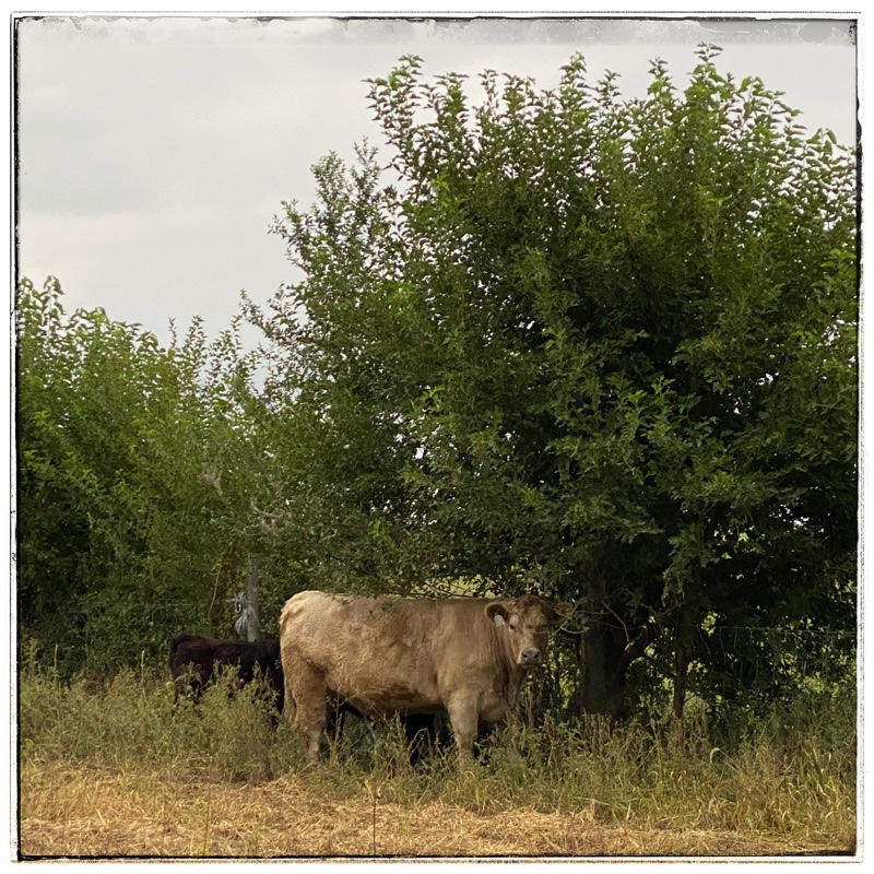 cows under trees
