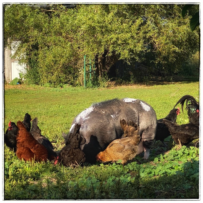 Wai the rescue pot belly pig