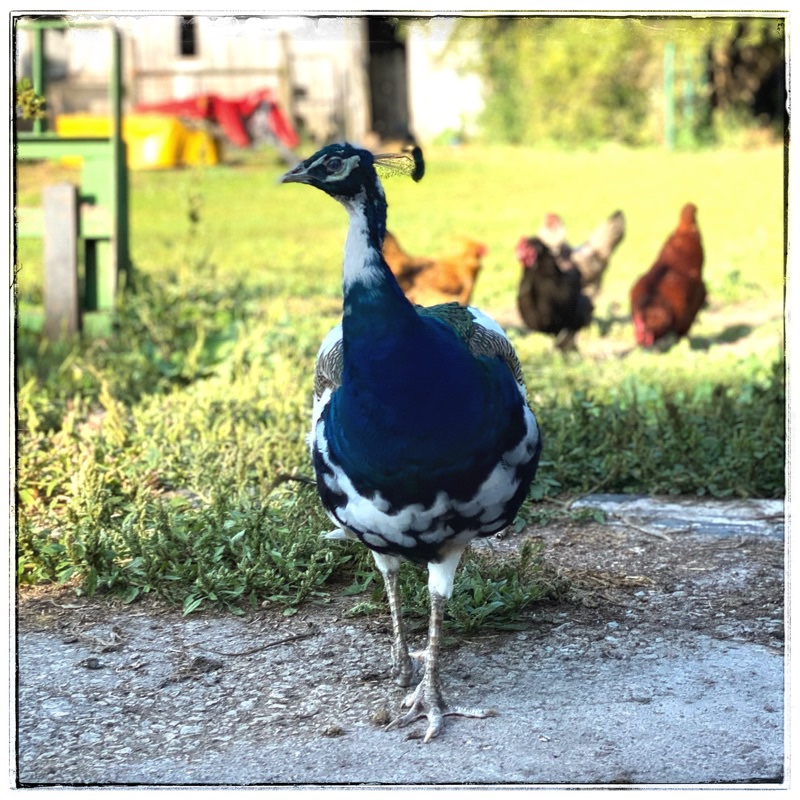 Mr Flowers the peacock