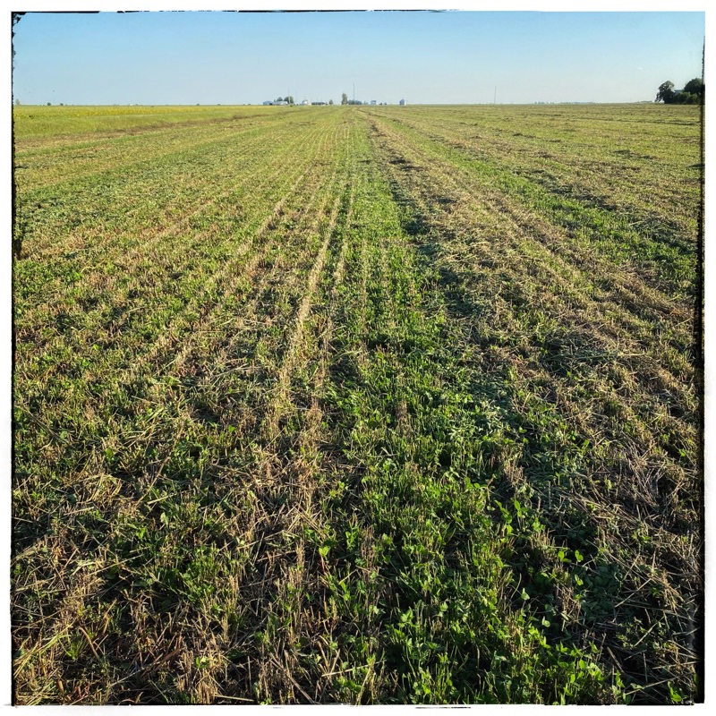 mowed cover crop in field