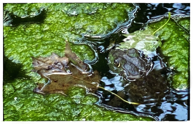 frog in the pond
