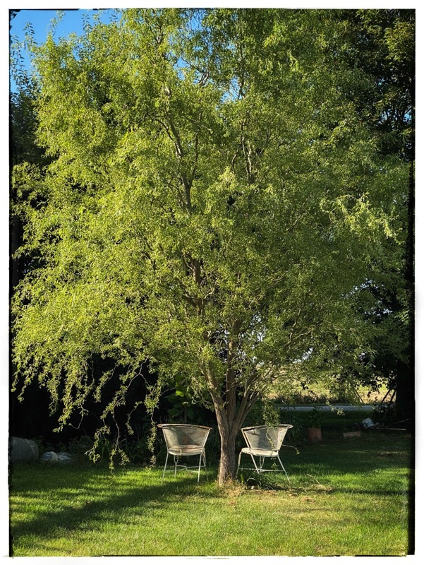 chairs under the willows