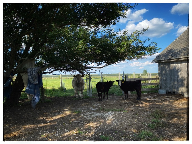 cows by the barn