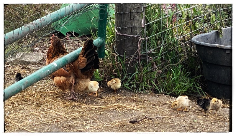 Hen and 6 multi coloured chicks 