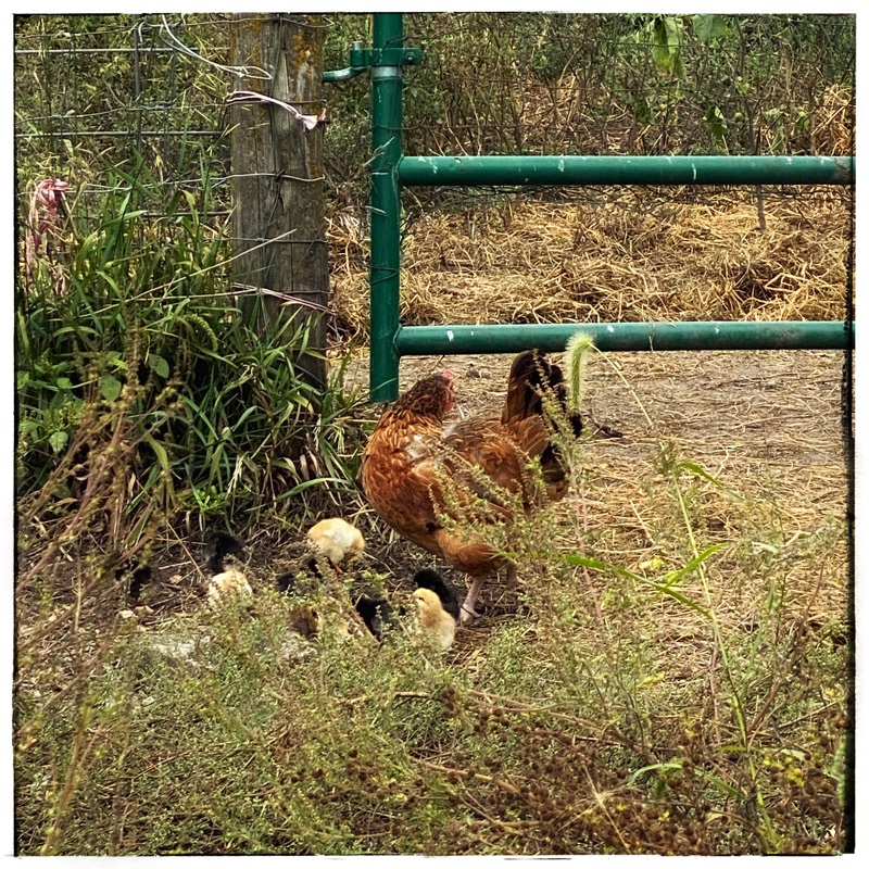 Hen and newly hatched chicks 
