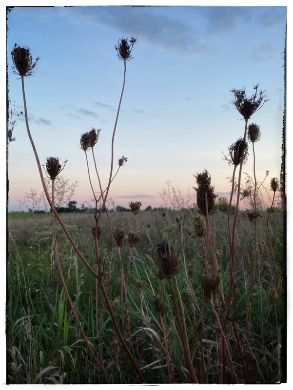 sunset through the weeds