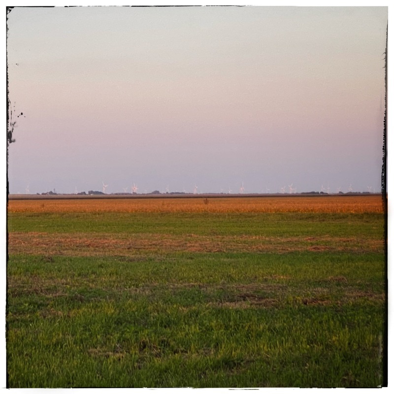 sunset light on ripening soy bean fields