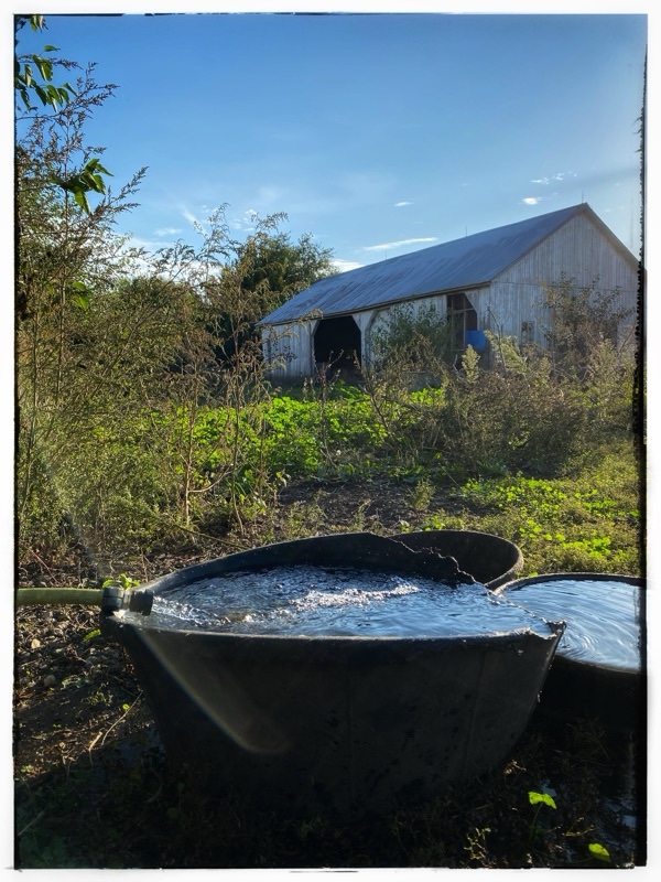 Water running into old black water barrels with old farm shed in the background