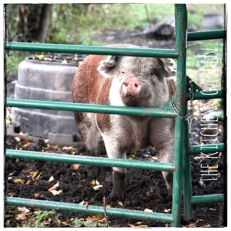 FreeBee rescue pig. Hereford. 