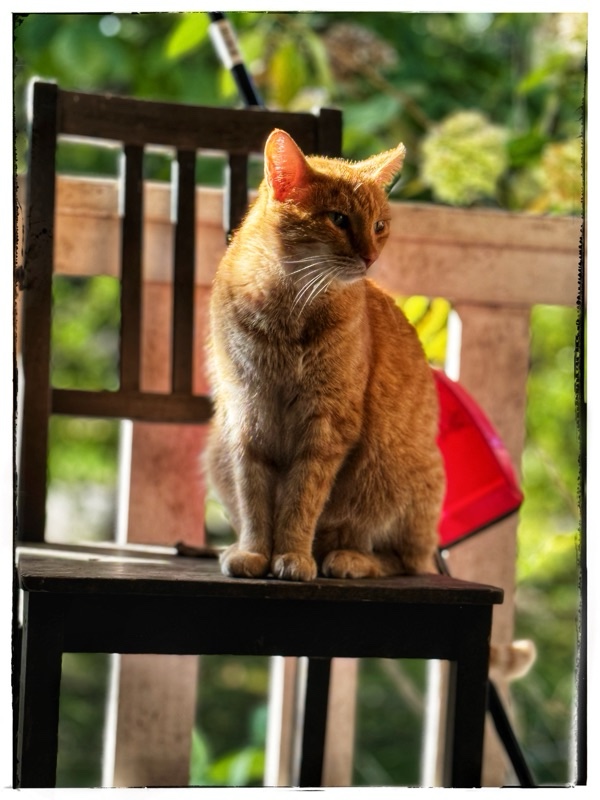 Orange cat on a black chair on the porch 