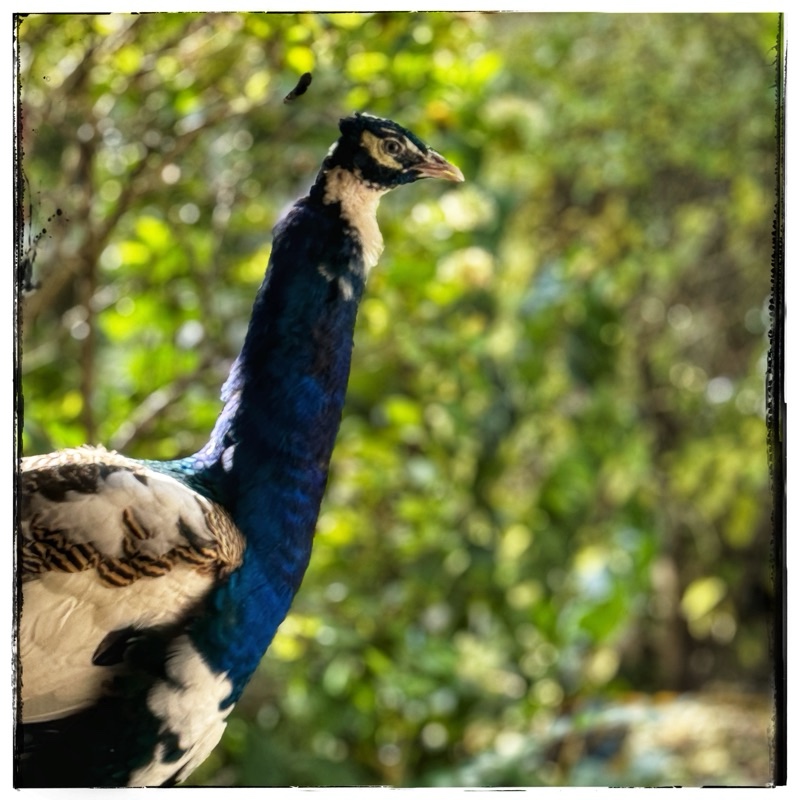 Peacock with greenery background 
