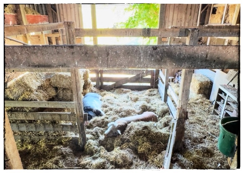 Big hogs sleeping in old American barn  