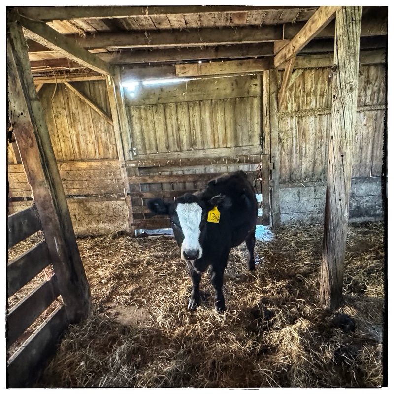 Black calf with white face in old American barn 