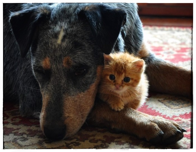 Nanny Boo - blue heeler with kitten 