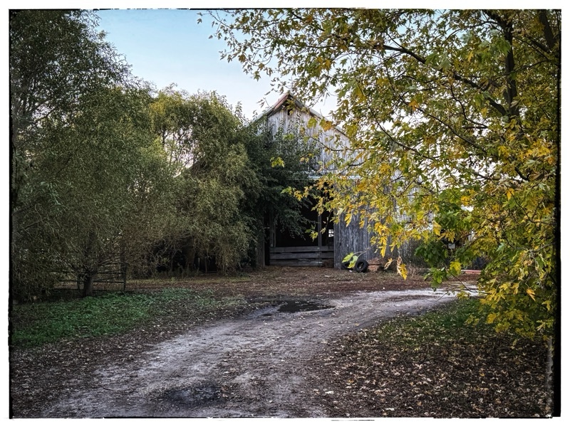 Old American barn through fall trees. 